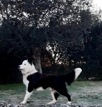 Annarella * Castrocielo
